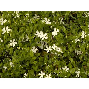 Sazenice Barvínek menší 'Gertrude Jekyll' - Vinca minor 'Gertrude Jekyll' Balení: kontejner p9