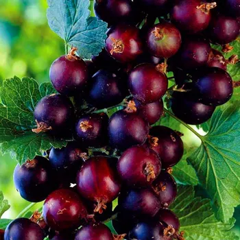 Sazenice JOSTA KEŘOVÁ XL - v konteineru 2L