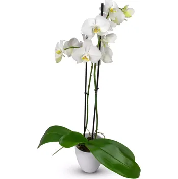 Hrnkový Phalaenopsis různých barev Phalaenopsis různých barev – Belles Fleurs