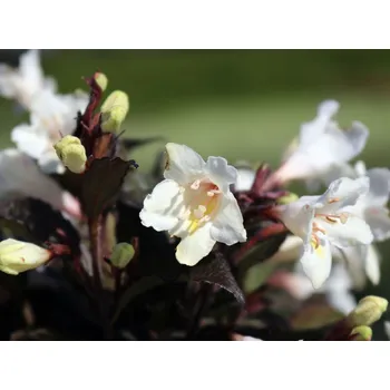 Sazenice Vajgélie květnatá 'Velda' PBR Ebony & Ivory Balení: kontejner p9