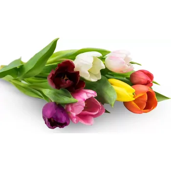 Tulipán na přání Růžový – Belles Fleurs