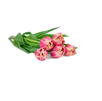 Tulipány plnokvěté na přání Růžový – Belles Fleurs