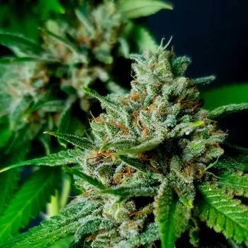 Semeno Exclusive Seeds Bank - Auto Nemo 3 ks