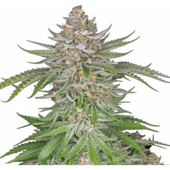 Semeno Fast Buds - Strawberry Pie Auto 3 ks