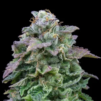 Semeno Exclusive Seeds Bank - Auto Mozar 5 ks