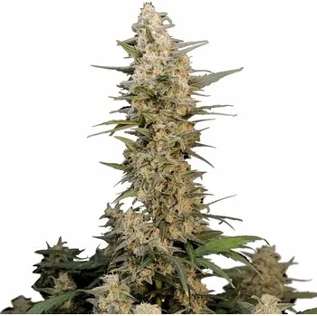 Semeno Fast Buds - Original Auto Critical 1 ks