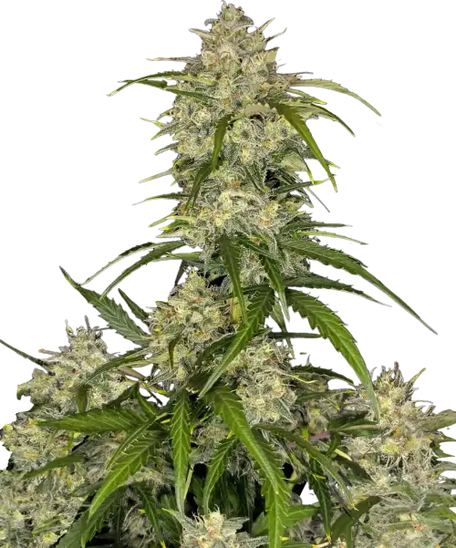 Fast Buds - Sour Jealousy Auto 100 ks