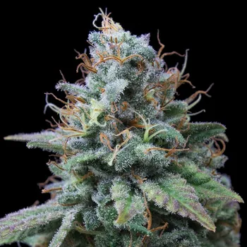 Semeno Exclusive Seeds Bank - Nemo 1 ks