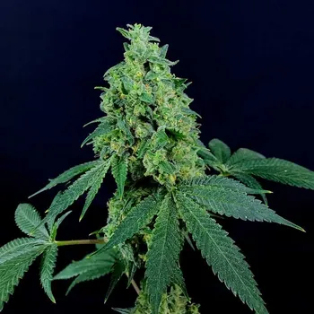 Semeno Freedom Of Seeds - 3 Kingdoms 3 ks