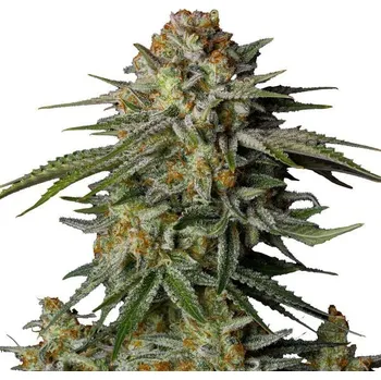 Semeno Fast Buds - GG4 Sherbet FF 1 ks
