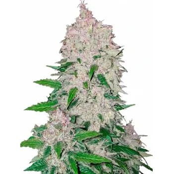 Semeno Fast Buds - Stardawg Auto 3 ks