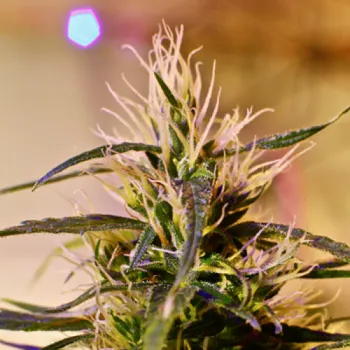 Semeno French Touch Seeds - Beldia regular 5 ks