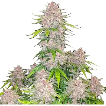 Semeno Fast Buds - Cherry Cola Auto 1 ks