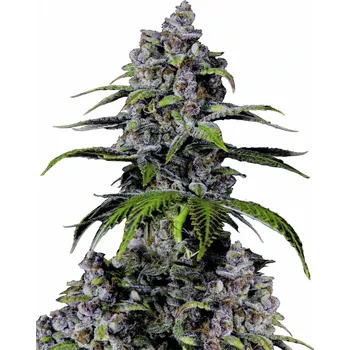 Semeno Fast Buds - Purple Lemonade FF 1 ks