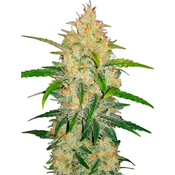 Semeno Fast Buds - Zkittlez Auto 1 ks