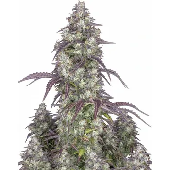 Semeno Fast Buds - Lemon Pie Auto 1 ks