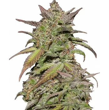 Semeno Fast Buds - Smoothie Auto 1 ks