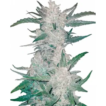 Semeno Fast Buds - Mexican Airlines Auto 1 ks