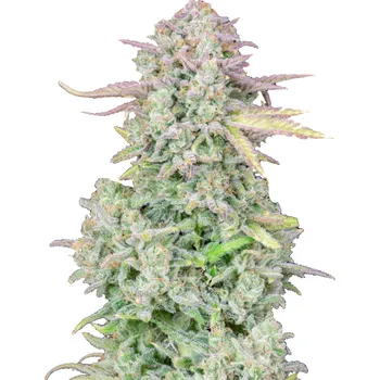 Semeno Fast Buds - Original Auto Trainwreck 1 ks