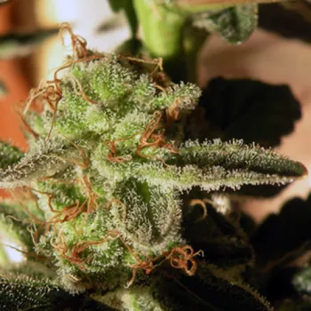 Semeno French Touch Seeds - Kikiriki regular 3 ks