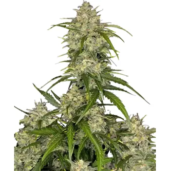 Semeno Fast Buds - Sour Jealousy Auto 1 ks