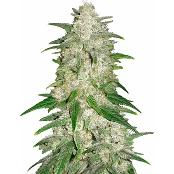 Semeno Fast Buds - Gelato Auto 1 ks