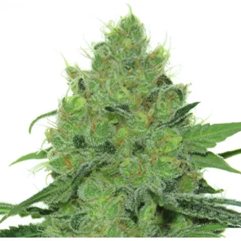 Semeno French Touch Seeds - Douce Nuit 1 ks