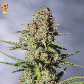 Semeno Exclusive Seeds Bank - Critical 1 ks