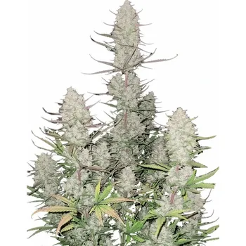 Semeno Fast Buds - Tropicana Cookies Auto 1 ks
