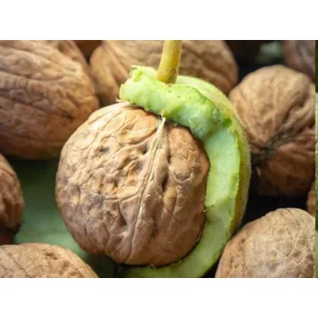 Sazenice Ořešák královský 'Fernette' - kontejner Balení: kontejner C5, Tvar: semenáč