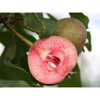 Sazenice Hrušeň 'Sanguinole' kontejner C5