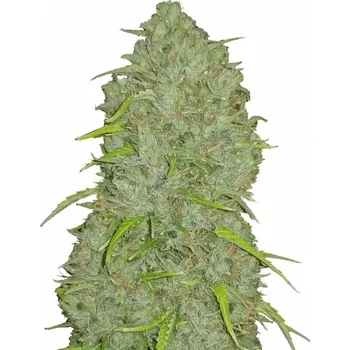Semeno Fast Buds - Original Auto Jack Herer 5 ks