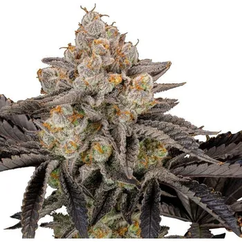 Semeno Fast Buds - Gorilla Cookies FF 100 ks