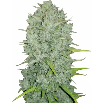 Semeno Fast Buds - Original Auto Northern Lights 1 ks