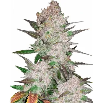 Semeno Fast Buds - Cream Cookies Auto 3 ks