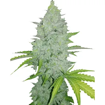 Semeno Fast Buds - Original Auto Cheese 1 ks