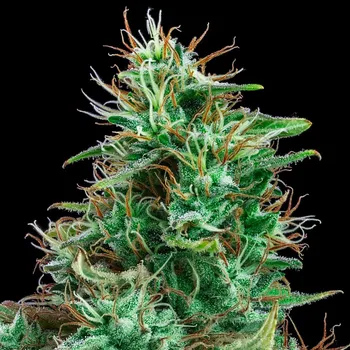 Semeno Exclusive Seeds Bank - Auto Bilberry 1 ks