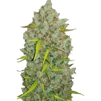 Semeno Fast Buds - Original Auto BubbleGum 10 ks