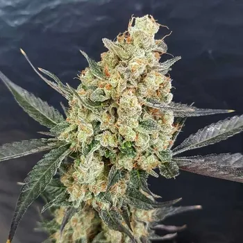 Semeno Freedom Of Seeds - Doctor Kush 3 ks