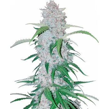 Semeno Fast Buds - Six Shooter Auto 1 ks