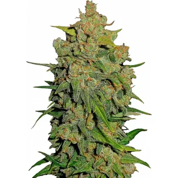 Semeno Fast Buds - Lemon AK Auto 1 ks