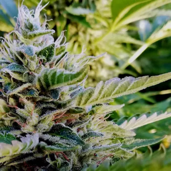 Semeno French Touch Seeds - Nuttea Haze 1 ks