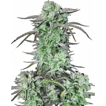 Semeno Fast Buds - Strawberry Banana Auto 1 ks