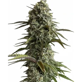 Semeno Fast Buds - Original Auto Skunk 1 ks