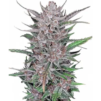 Semeno Fast Buds - Gorilla Punch Auto 1 ks