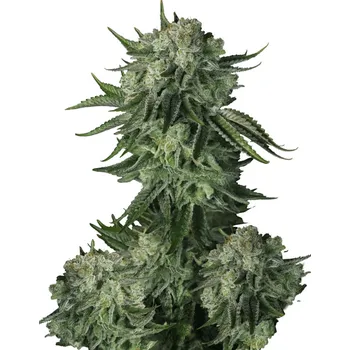 Semeno Fast Buds - Moby Dick Auto 1 ks