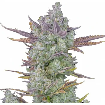 Semeno Fast Buds - Gorilla Cookies Auto 1 ks