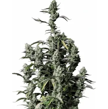 Semeno Fast Buds - Gorilla Zkittlez Auto 1 ks