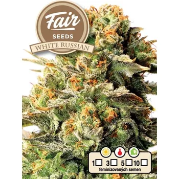 Semeno Fair Seeds - White Russian 5 ks
