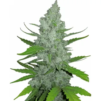 Semeno Fast Buds - Original Auto Sour Diesel 1 ks